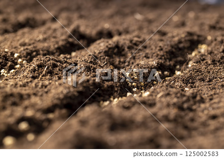 a plot of land mixed with peat in which red beet seeds are planted, closeup 125002583