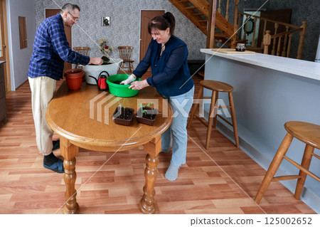 Mature european couple is repotting plants at round table, working together indoors in bright house with natural light, focused on gardening task. 125002652