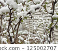 Bush covered in snow and fresh green leaves during a spring freeze in a suburban yard 125002707