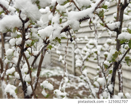 Bush covered in snow and fresh green leaves during a spring freeze in a suburban yard Bush covered in snow and fresh green leaves during a spring freeze in a suburban yard 125002707