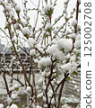 Green spring branches with new growth blanketed in snow from an unexpected cold wave 125002708