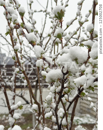 Green spring branches with new growth blanketed in snow from an unexpected cold wave 125002708