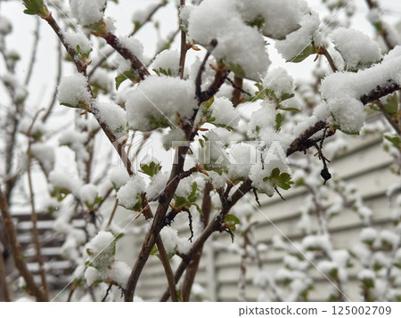 Shrubs with fresh green leaves covered in soft snow during an abnormal spring frost Shrubs with fresh green leaves covered in soft snow during an abnormal spring frost 125002709