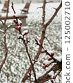 Close-up of red flower buds on a tree branch covered with snow during late spring frost 125002710