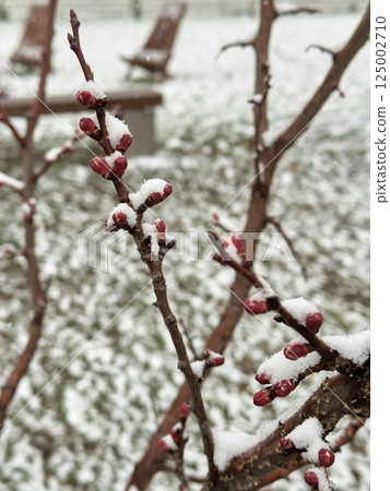 Close-up of red flower buds on a tree branch covered with snow during late spring frost 125002710
