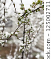 Green shrub with young leaves dusted in snow during rare spring frost in backyard garden 125002711