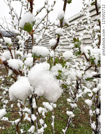 Spring bush with young green leaves entirely blanketed in snow after a surprise frost 125002712