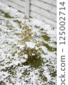 Small evergreen tree covered in fresh snow during spring frost near wooden fence 125002714