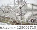 Fruit trees with spring buds caught in unexpected snowfall in backyard garden 125002715