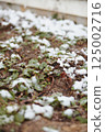 Patch of green strawberry plants partially covered with snow near wooden fence, showing impact of cold weather 125002716