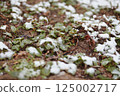 Wide view of strawberry garden bed under spring snow 125002717