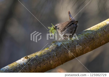 wren in natural habitat ( Troglodytes troglodytes ) with material for nest 125002729