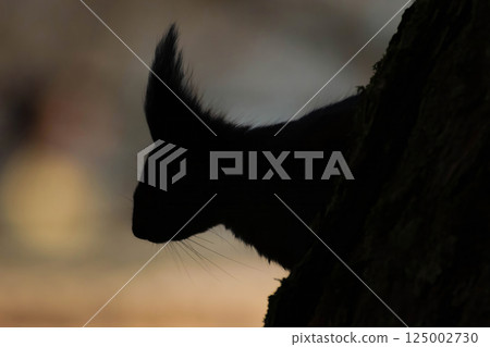 Squirrel sitting on tree Squirrel sitting on tree 125002730
