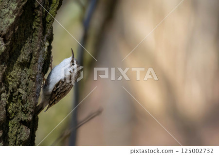 Eurasian or common treecreeper (Certhia familiaris) perching on a tree trunk 125002732