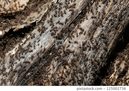 Ant (Formica rufa) also known as the Red Wood Ant Southern Wood ant Ant (Formica rufa) also known as the Red Wood Ant Southern Wood ant 125002736