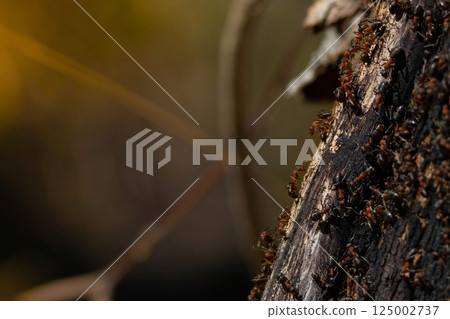 Ant family - colony cooperate on new ant hill building. 125002737