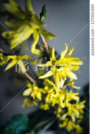 natural beauty, seasonal flower, floral arrangement 125002889
