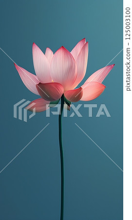 Elegant pink lotus blossom with delicate petals against a teal background. Elegant pink lotus blossom with delicate petals against a teal background. 125003100