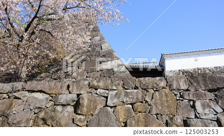 Cherry blossoms at Kofu castle Cherry blossoms at Kofu castle 125003253