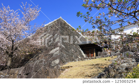 Cherry blossoms at Kofu castle 125003254