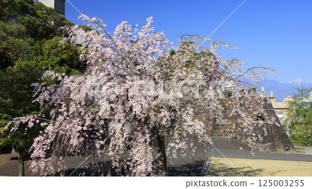 Cherry blossoms at Kofu castle 125003255