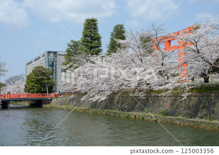 Kyoto Okazaki Park, Lake Biwa Canal cherry blossoms, Sakyo Ward, Kyoto City 125003356