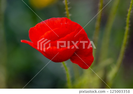 Bright juicy red petals of a poppy flower 125003358