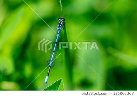 A blue field dragonfly resting on the grass A blue field dragonfly resting on the grass 125003367