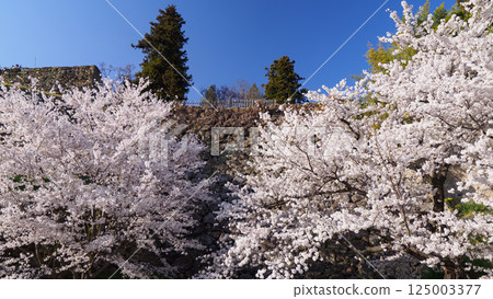 Senbonzakura Festival at Shinshu Ueda Castle Ruins (Daytime Edition) 125003377