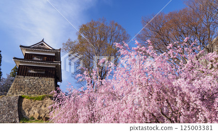 Senbonzakura Festival at Shinshu Ueda Castle Ruins (Daytime Edition) Senbonzakura Festival at Shinshu Ueda Castle Ruins (Daytime Edition) 125003381