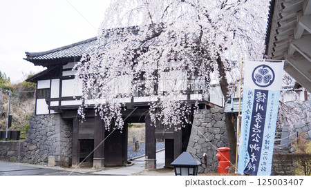 Cherry blossoms at Shinshu Komoro Castle Ruins (Kaikoen) 125003407
