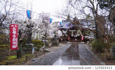 Cherry blossoms at Shinshu Komoro Castle Ruins (Kaikoen) 125003413
