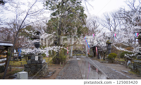 Cherry blossoms at Shinshu Komoro Castle Ruins (Kaikoen) Cherry blossoms at Shinshu Komoro Castle Ruins (Kaikoen) 125003420