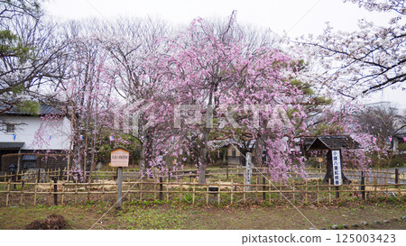 Cherry blossoms at Shinshu Komoro Castle Ruins (Kaikoen) Cherry blossoms at Shinshu Komoro Castle Ruins (Kaikoen) 125003423