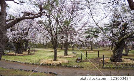 Cherry blossoms at Shinshu Komoro Castle Ruins (Kaikoen) Cherry blossoms at Shinshu Komoro Castle Ruins (Kaikoen) 125003424