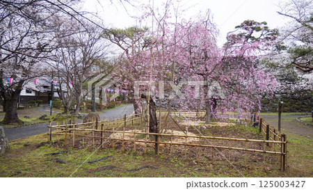 信州小諸城蹟（懷古園）的櫻花 125003427