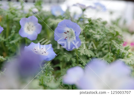 喜林草 喜林草 125003707