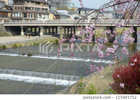 京都市東山區春天的三座大橋 125003752