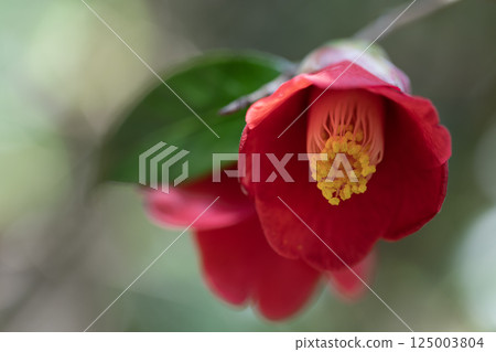 Camellia Camellia 125003804