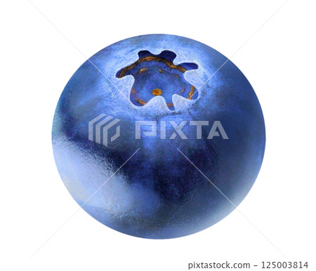 One blueberry isolated on white background 125003814