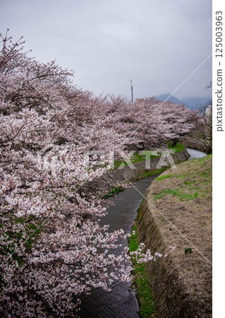 沿河櫻花盛開的風景 125003963