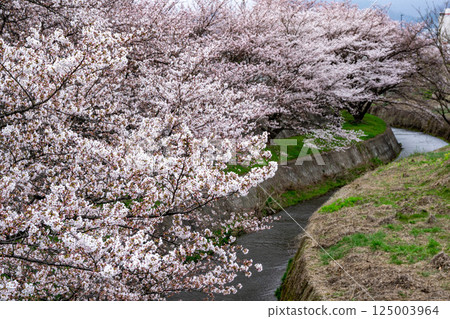 沿河櫻花盛開的風景 125003964