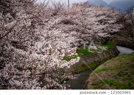 沿河櫻花盛開的風景 125003965