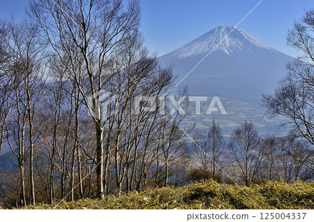 A birch forest and Mt. Fuji from the summit of Mt. Amegatake in the Tenshi Mountains A birch forest and Mt. Fuji from the summit of Mt. Amegatake in the Tenshi Mountains 125004337