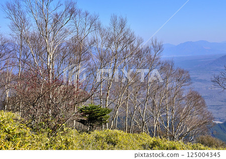 The summit of Amegatake in the Tenshi Mountains: Subalpine scenery of Erman's birch and bamboo grass 125004345