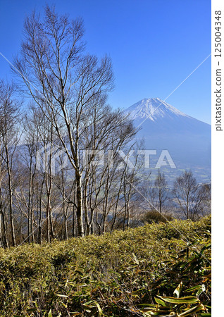 從天子山的阿毛嶽山頂，透過山樺樹可以看見富士山 125004348