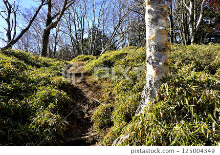 The summit of Amegatake in the Tenshi Mountains: A path of birch and bamboo grass The summit of Amegatake in the Tenshi Mountains: A path of birch and bamboo grass 125004349