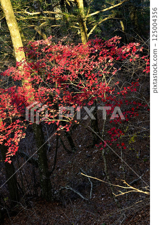 天子山脈的龍岳：秋天陽光透過樹葉的縫隙，日本楓樹的秋葉 125004356
