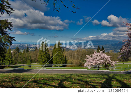 加拿大本拿比山公園盛開的櫻花 125004454