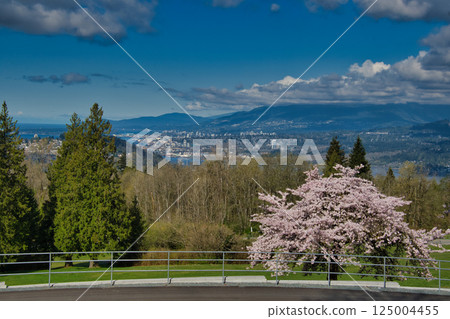A vast view of cherry blossoms blooming in Burnaby Mountain Park, Canada A vast view of cherry blossoms blooming in Burnaby Mountain Park, Canada 125004455